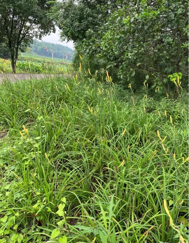 种植黄花菜何时中耕培土？