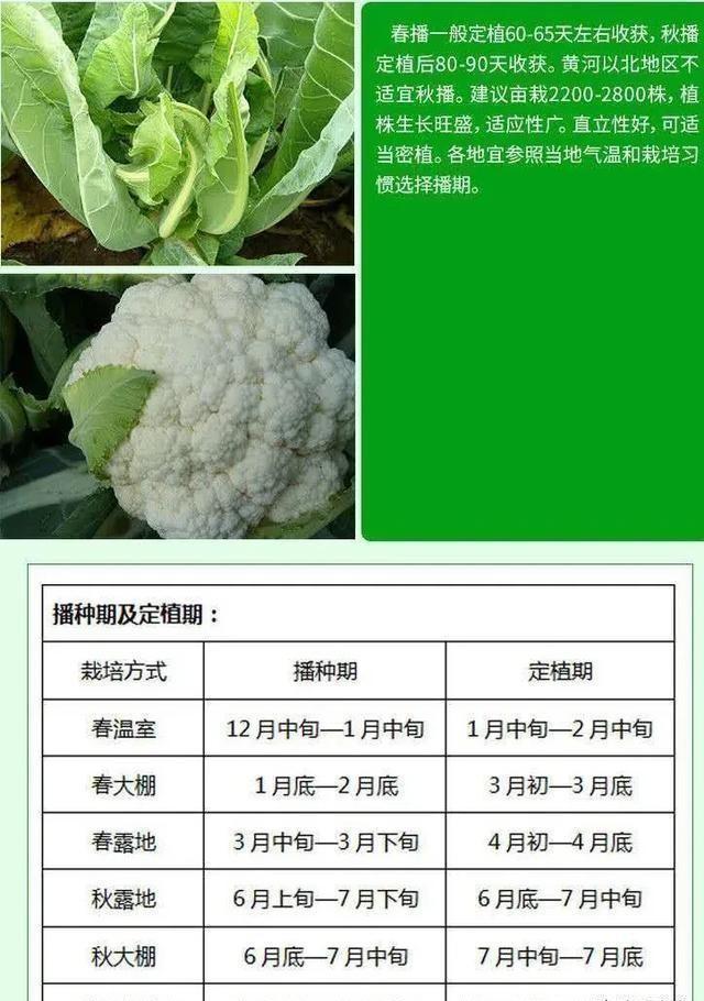 花菜该如何施肥才能高产？