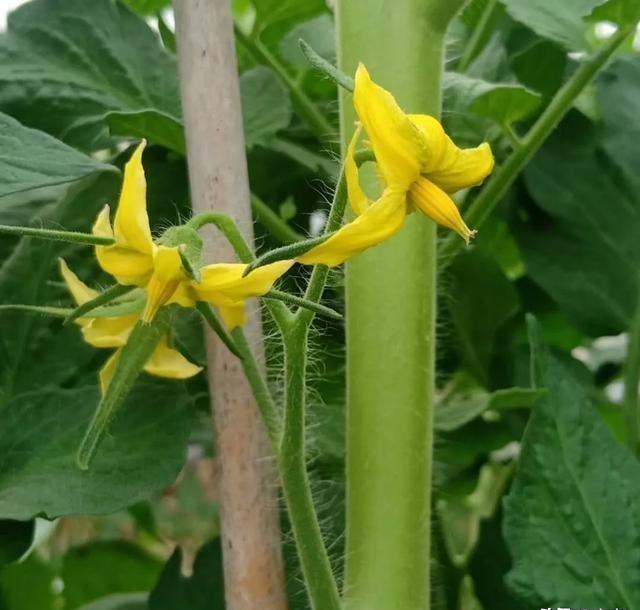 番茄用什么生物农药？