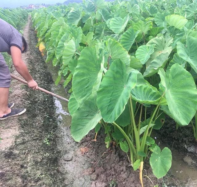 芋头现在种植可以吗？