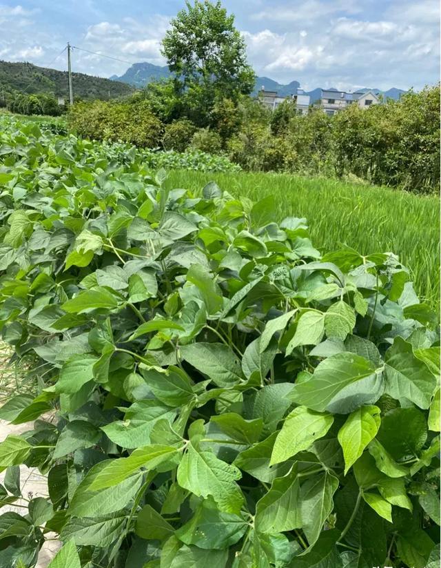 大豆几时打杀虫药？