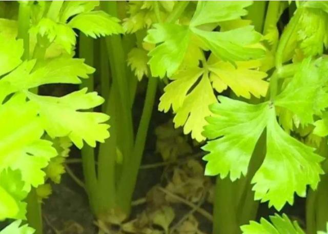 种植的芹菜出现黄叶现象,怎么防治呢?