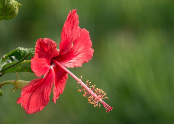 扶桑花怎么保养殖？