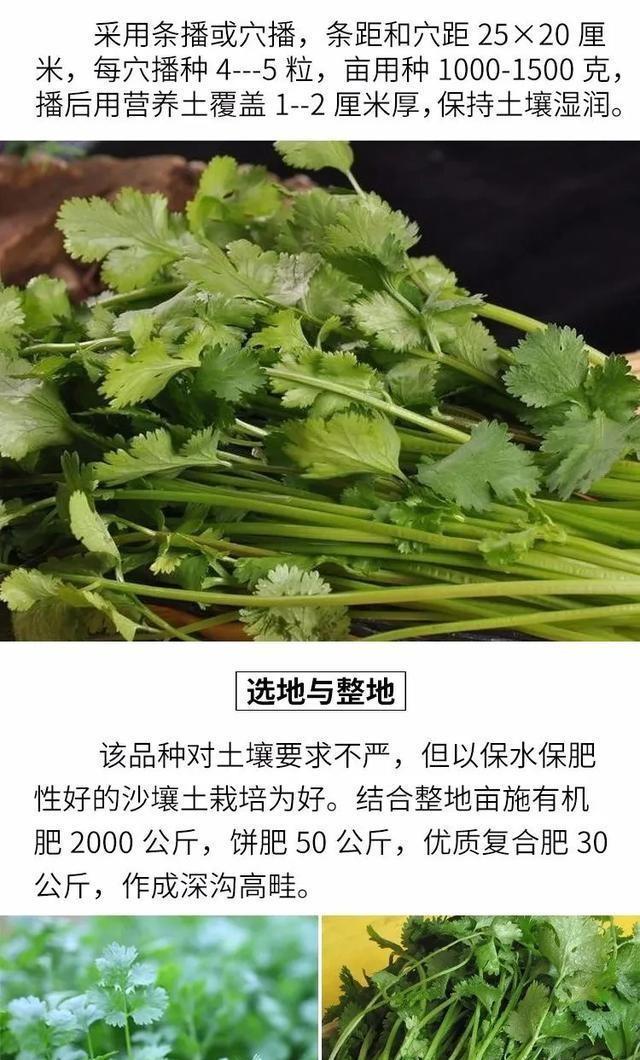 香菜大多数人爱吃，就是发芽慢，怎样才能使香菜快速发芽呢？