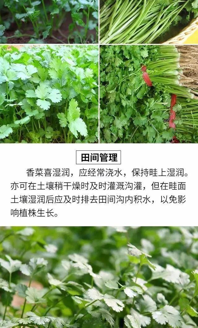 香菜大多数人爱吃，就是发芽慢，怎样才能使香菜快速发芽呢？