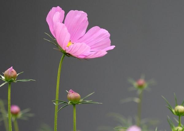 波斯菊怎么浇水？波斯菊的浇水方法