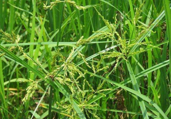 花生打了过量的除草剂（精喹禾灵），该怎么解救？