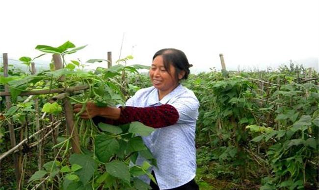 豆类蔬菜怎么施肥