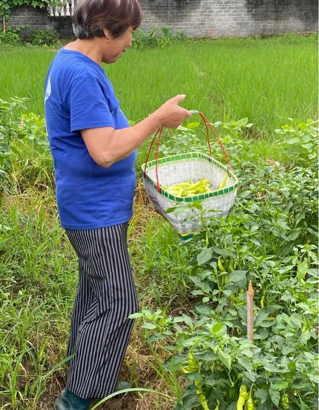 农村自家地块种植的辣椒，需要注意什么？