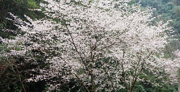 樱花树栽培技术与管理