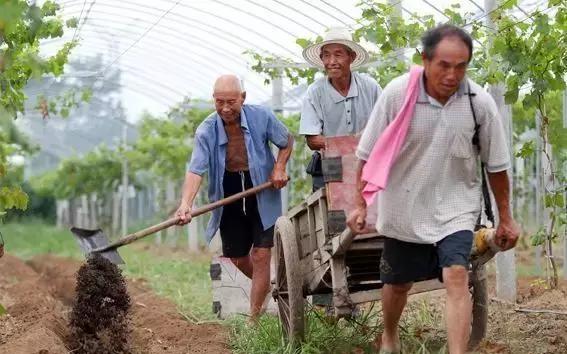 你觉得施肥用复合肥好还是用营养液好？