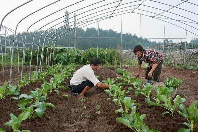 农村种植大户越来越多，租上百亩地，是大势所趋吗，怎么规划才好？