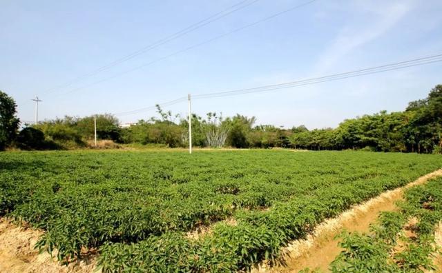 农村种植大户越来越多，租上百亩地，是大势所趋吗，怎么规划才好？