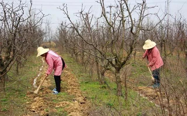 果树往年不施肥硕果累累，施肥之后从此绝果是什么原因？