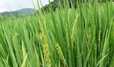 多雨、高温天气下，水稻抽穗扬花期该如何管理？