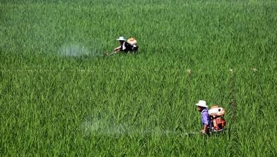 多雨、高温天气下，水稻抽穗扬花期该如何管理？