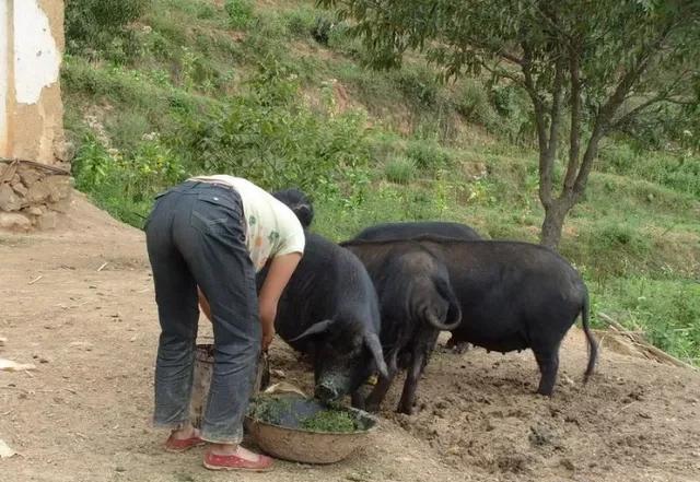 为什么八十年代的肉真香，现在吃猪肉却吃不出香味了？