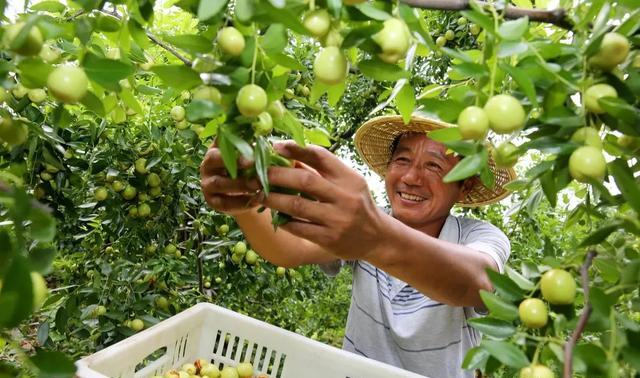 种植辣椒还要喷醋是真的吗？什么时候对辣椒喷醋能高产呢？