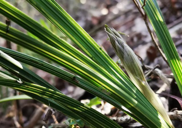 野生蕙兰为什么能成为保护植物？