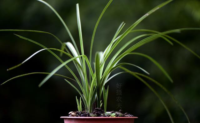 蕙兰几月种植最好？