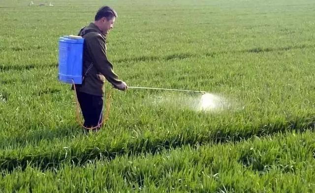 小麦播种多久后打除草剂比较好？