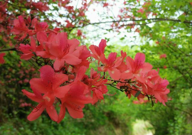 野生映山红是怎样自然繁殖的？