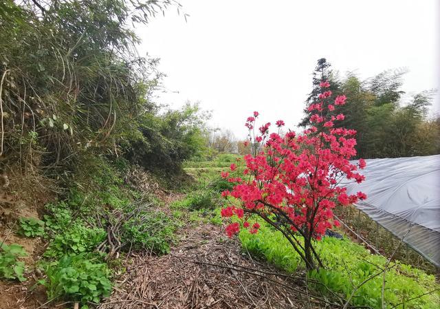 映山红下山桩地栽多久施肥？