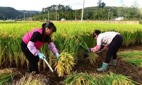 为什么都说农民种地不赚钱，但是却没有看见大面积抛荒现象呢？