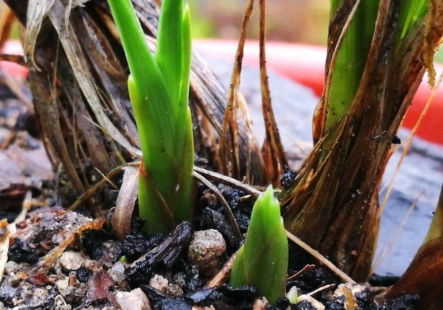 新种兰花多久能发芽？