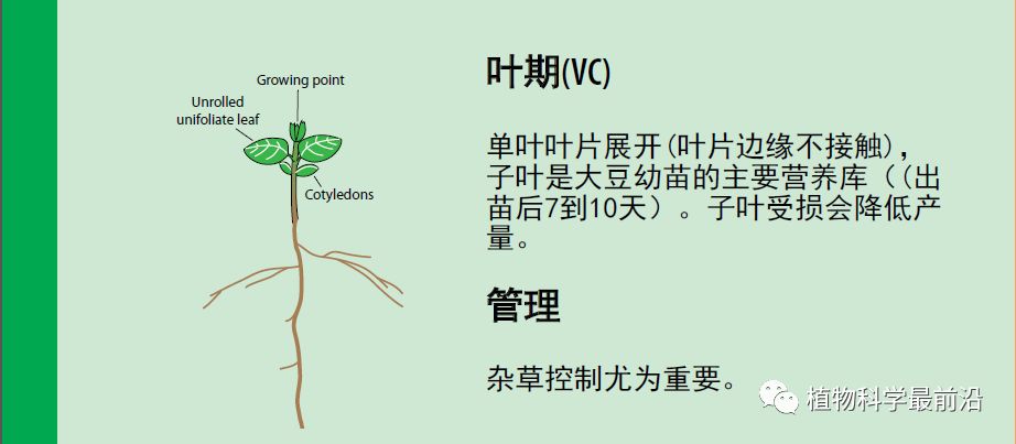 大豆的生长过程图片及文字示意图（从种子得萌发到完熟）