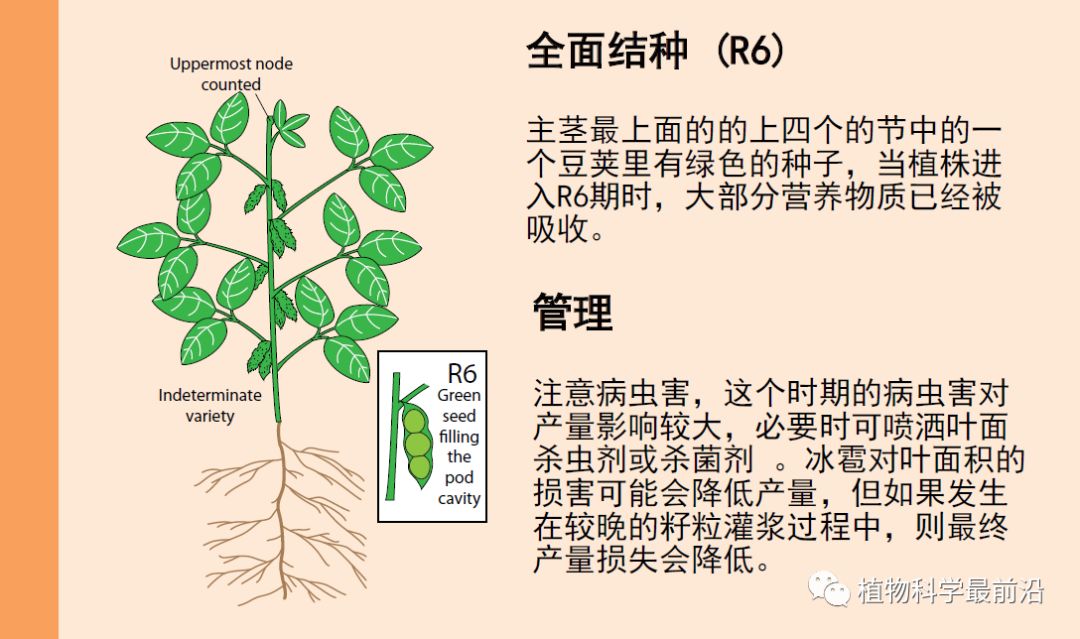 大豆的生长过程图片及文字示意图（从种子得萌发到完熟）