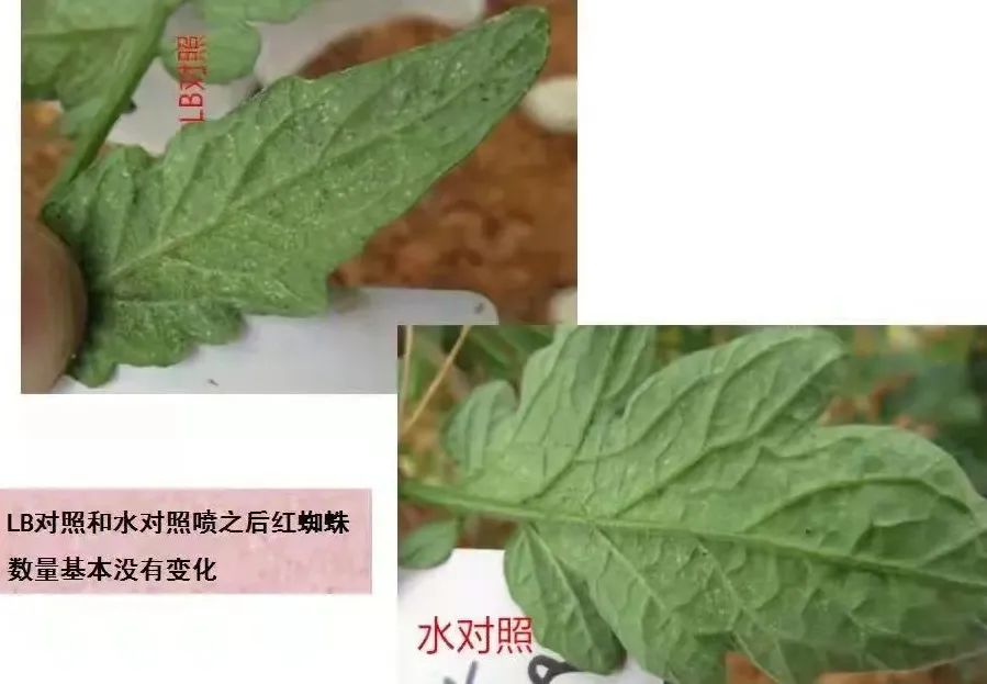 红蜘蛛、白蜘蛛、抗性螨虫打不掉怎么办？