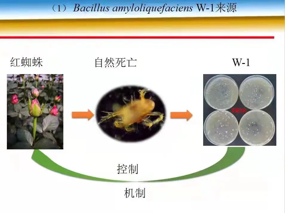 红蜘蛛、白蜘蛛、抗性螨虫打不掉怎么办？