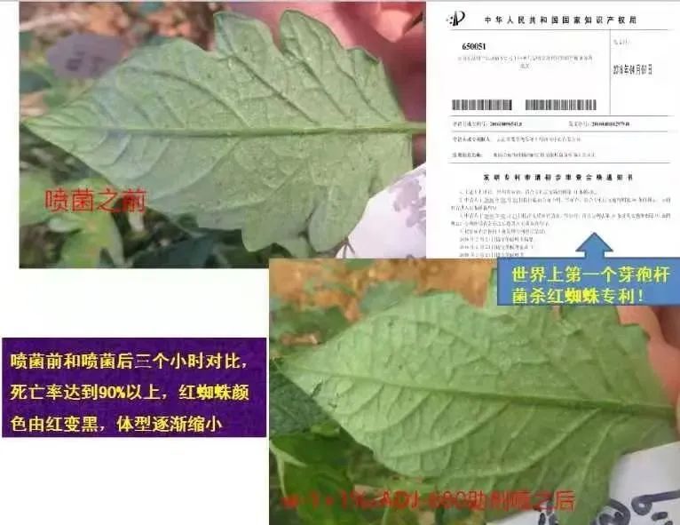 红蜘蛛、白蜘蛛、抗性螨虫打不掉怎么办？