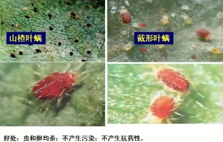 红蜘蛛、白蜘蛛、抗性螨虫打不掉怎么办？