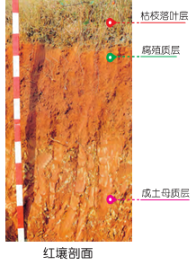 土壤百科知识图解