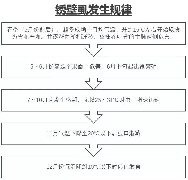 柑枯5月份病虫防治 警惕锈壁虱上幼果