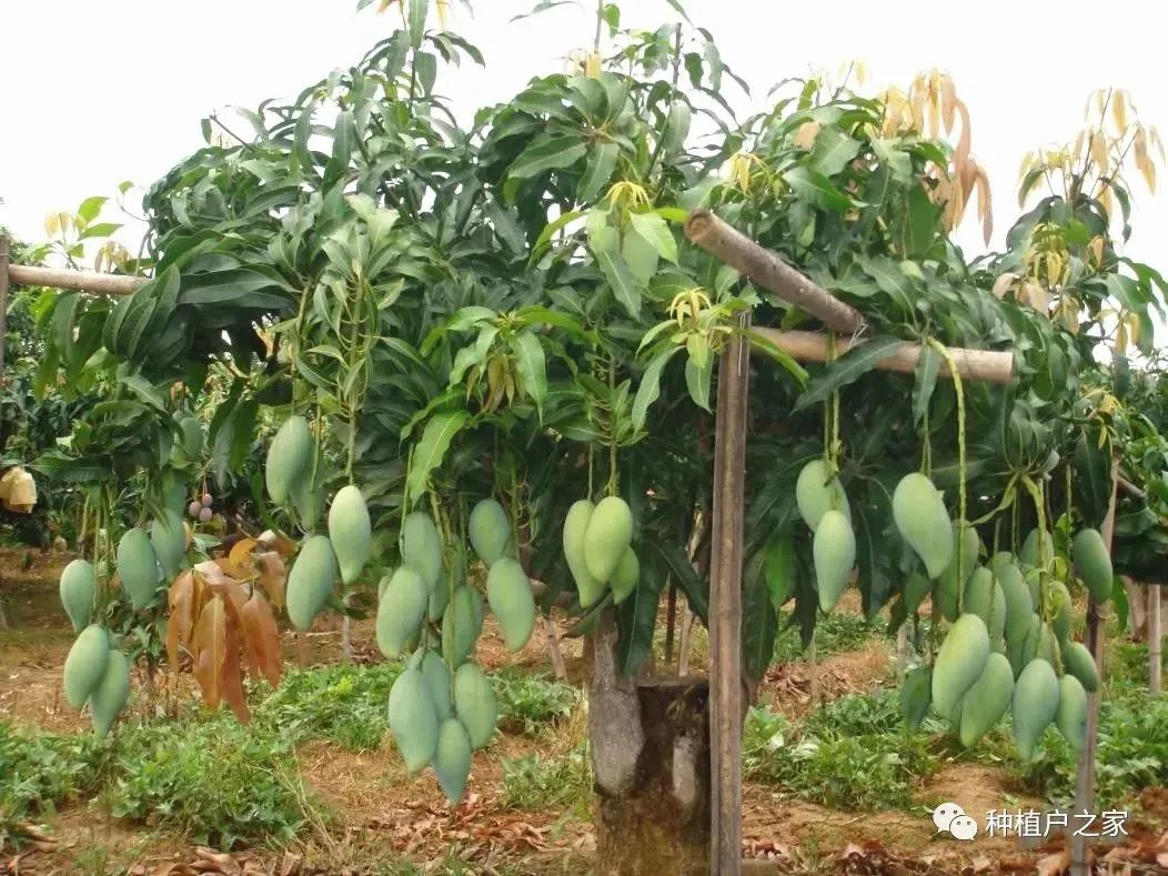 芒果种植5月怎么管理