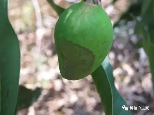 芒果种植5月怎么管理