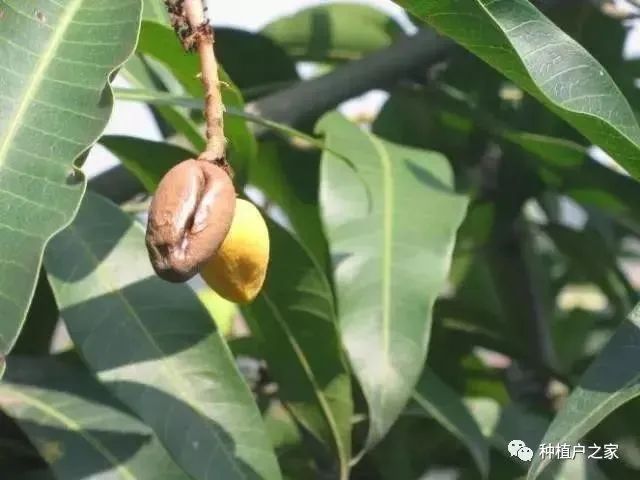 芒果种植5月怎么管理