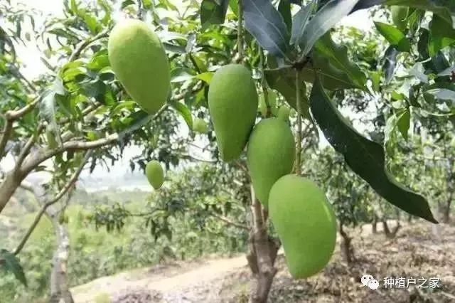 芒果种植5月怎么管理