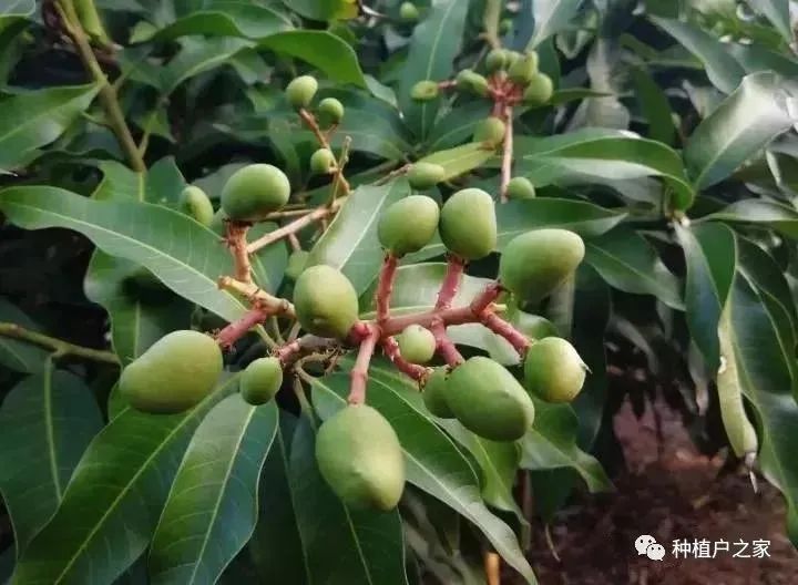 芒果种植5月怎么管理