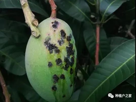 芒果种植5月怎么管理