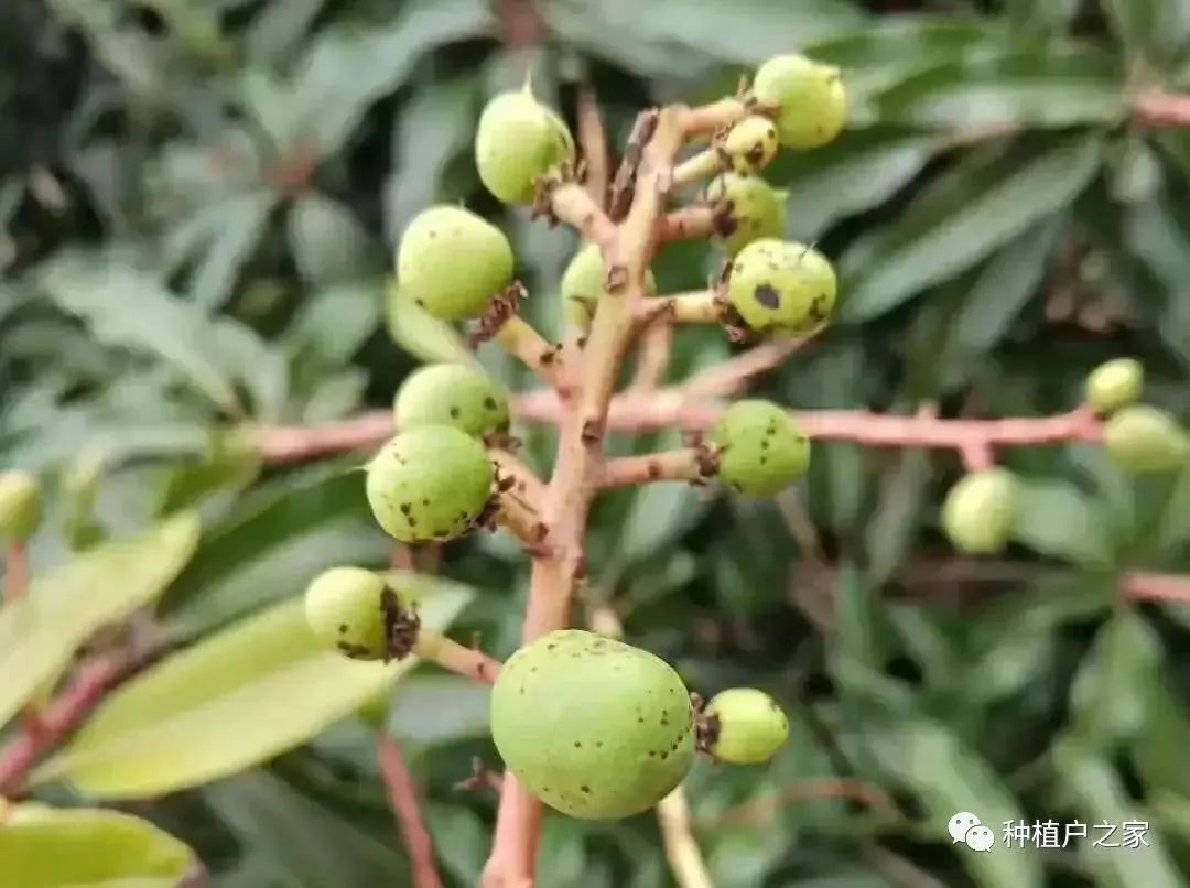 芒果种植5月怎么管理