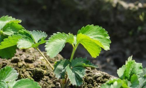 怎么才能让草莓苗矮化蹲苗？