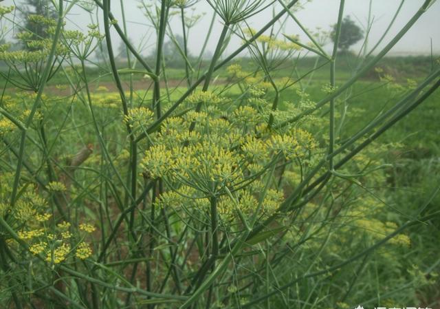 应如何防治中草药死棵、根腐病等土传病害的发生？