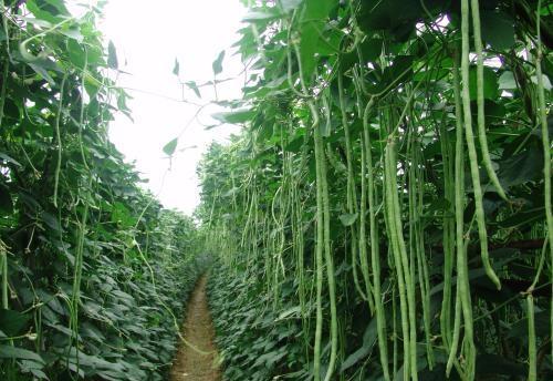 处署后小叶豇豆落花落荚产量低怎么挽救？