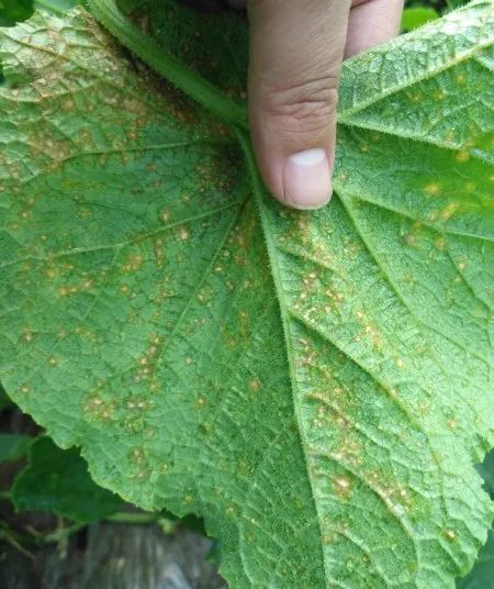 夏天黄瓜种植技术与预防病害的药物