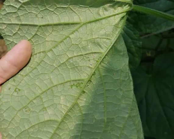 夏天黄瓜种植技术与预防病害的药物