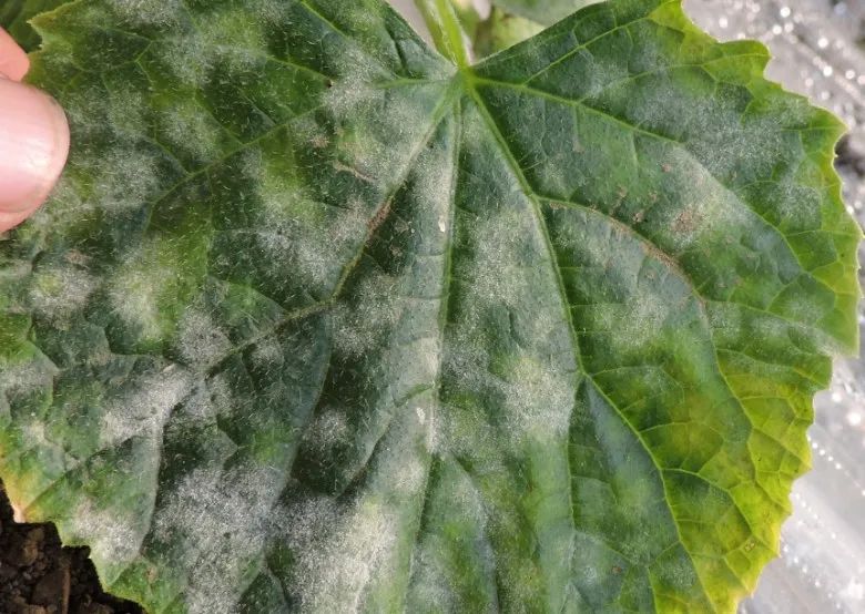 夏天黄瓜种植技术与预防病害的药物